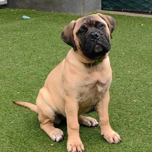 Bull mastiff 